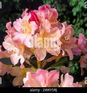 Closeup of pale pink and yellow Rhododendron Yakushimanum 'Percy Wiseman’ flowers growing in English garden, England, UK Stock Photo