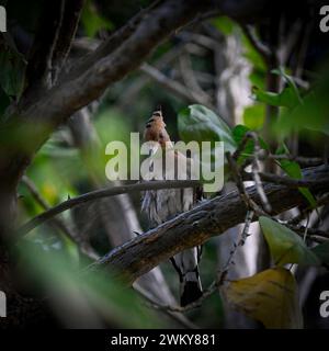 Isolated close up portrait of a single hoopoe bird in the wild- Israel Stock Photo