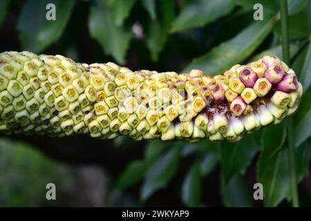 Spiked cabbage tree (Cussonia spicata) is a medicinal evergreen tree native to southeast Africa. Fruits. Stock Photo