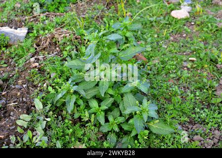 Annual mercury (Mercurialis annua) annual plant native to Europe, northern Africa and western Asia. This photo was taken in Baix Llobregat, Barcelona Stock Photo