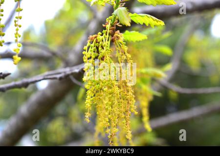 Sessile oak (Quercus petraea) is a deciduous tree native to Europe. Male flowers (catkins) detail. Stock Photo