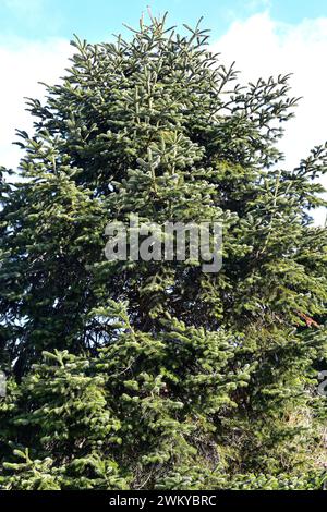 Cilician fir or Taurus fir (Abies cilicica) is an evergreen coniferous tree native to Turkey and in some localities of Lebanon and Syria. Stock Photo