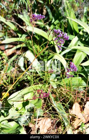 Perez's sea lavender (Limonium perezii) is a perennial herb native to Canary Islands coasts. Stock Photo