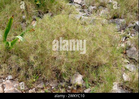 Mediterranean false brome (Brachypodium retusum) is a medicinal perennial herb native to southern Europe, north Africa and Turkey. This photo was take Stock Photo