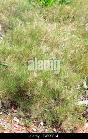 Mediterranean false brome (Brachypodium retusum) is a medicinal perennial herb native to southern Europe, north Africa and Turkey. This photo was take Stock Photo