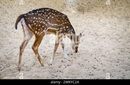 The chital or cheetal also known as the spotted deer, chital deer and axis deer, is a deer species native to the Indian subcontinent. female sika deer Stock Photo