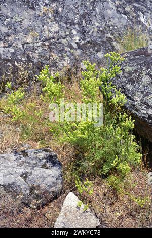 Fringed rue (Ruta chalepensis) is a medicinal perennial herb native to Mediterranean basin, specially in Iberian Peninsula and northwestern Africa and Stock Photo