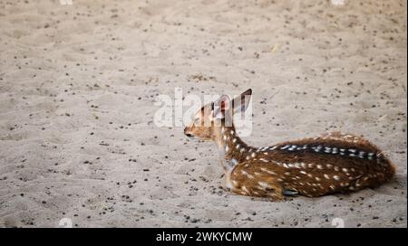 The chital or cheetal also known as the spotted deer, chital deer and axis deer, is a deer species native to the Indian subcontinent. Stock Photo