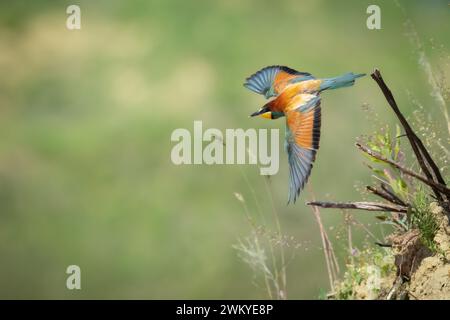 Bird - European bee eater Merops apiaster sitting on the branch summer time North Eastern part of Poland, Europe Stock Photo