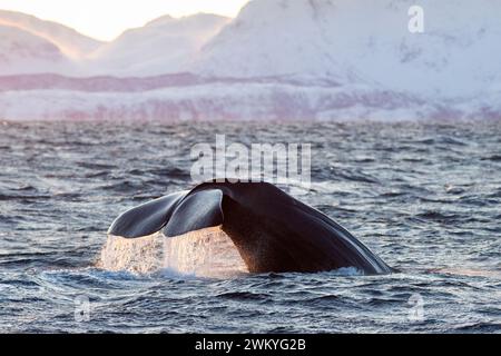 Europe, Norway, Troms County, Tail of a Sperm Whale turning to Dive near the Coast of Skjervoy Stock Photo