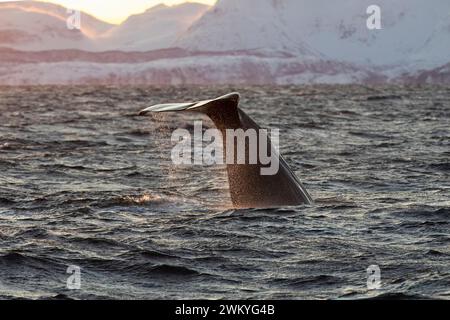 Europe, Norway, Troms County, Tail of a Sperm Whale (Physeter macrocephalus) off the Coast of Skjervoy Stock Photo