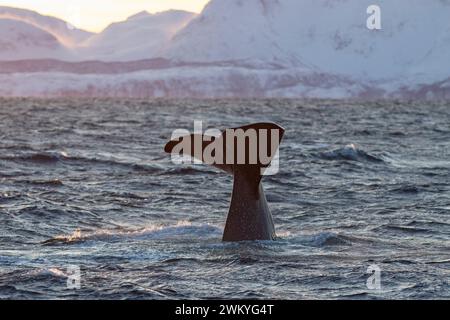 Europe, Norway, Troms County, Fluke of a Sperm Whale disappearing below the Sea off the Coast of Skjervoy Stock Photo