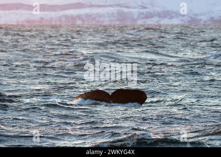 Europe, Norway, Troms County, Fluke of a Sperm Whale disappearing below the Sea off the Coast of Skjervoy Stock Photo