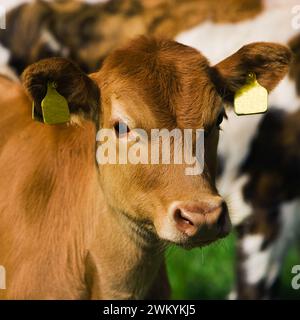 An Icelandic Cow Stock Photo