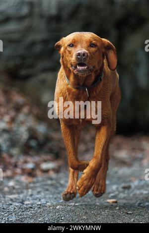 brown labrador retriever running outdoors Stock Photo