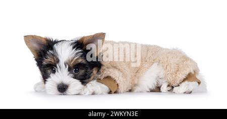 Very cute Biewer Terrier dog pup, laying side ways wearing beige fake fur body suit. Looking straight to camera. Isolated on a white background. Stock Photo