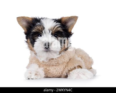 Very cute Biewer Terrier dog pup, laying facing front wearing fake fur body suit. Looking straight to camera. Isolated on a white background. Stock Photo