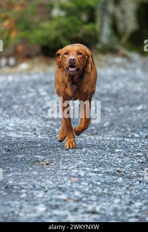 brown labrador retriever running outdoors Stock Photo