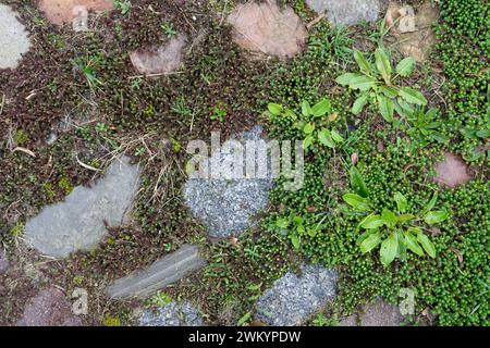 View from above of cobblestones and plants in the joints Stock Photo