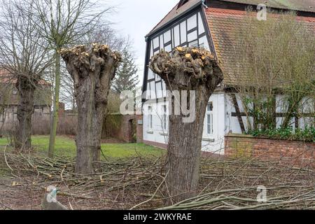 Tree pruning work on linden trees in front of a half-timbered house in the Altmark Stock Photo