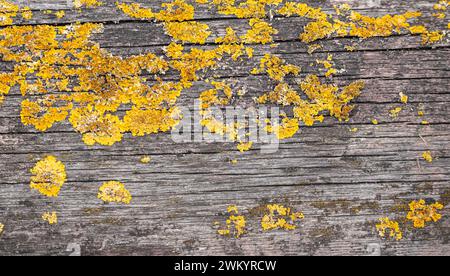 Yellow lichen, moss on old wooden board as texture or background Stock Photo