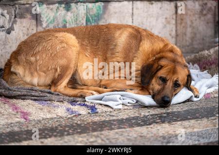 Big brown dog lying on the ground and looking in front of camera Stock Photo