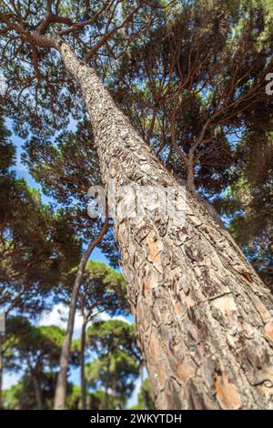 Upward view of a towering stone pines trunk and canopy Stock Photo