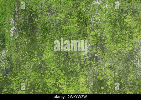 Green moss, lichen on the building wall after rain season as texture or background Stock Photo