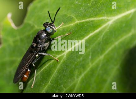 Black soldier fly (Hermetia illucens) (specimen from Senegal), Brittany, France Stock Photo