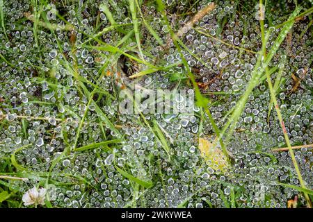 Droplets on the web of a spider. probably a Labyrinth spider (Agelena labyrinthica) - These spiders are fairly common in Europe and Asia, and are gene Stock Photo