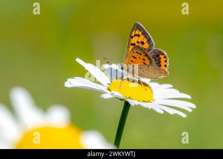 Small Copper (Lycaena phlaeas) foraging on a daisy in autumn, Piedmont, Italy Stock Photo