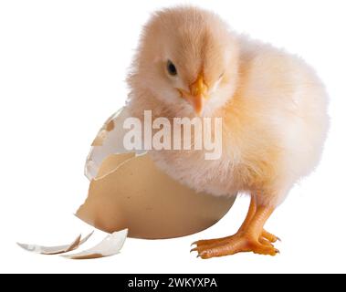 Real buff Orpington chicken chick standing next to a broken egg on an isolated background. Stock Photo