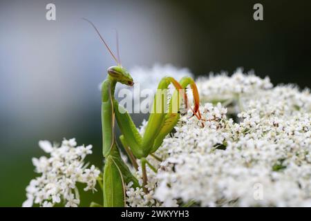 Praying mantis (Mantis religiosa) on wild carott, Lorraine, France Stock Photo