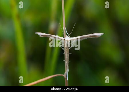 Brown Plume Moth (Emmelina sp) on stem, Haute Chaume towards the Rainkopft, Vosges, France Stock Photo