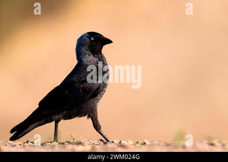 Jackdaw (Coloeus monedula) walking on the ground, Hungary Stock Photo