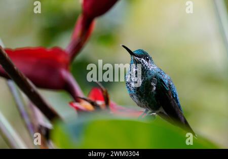 Hummingbird on the flower, green background. Monteverde, Costa Rica Stock Photo
