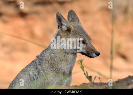 South American Grey Fox (Lycalopex griseus), adult, Villa Alemana, Valparaiso region, Chile Stock Photo