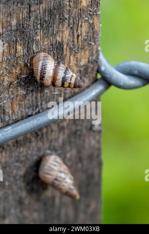 Small Pointed Snails (Cochlicella barbara) on a fence post in a garden, Bouches-du-Rhone, France Stock Photo