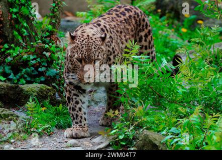 Amur Panther (Panthera pardus orientalis), Captivity, S.E. Russia. Stock Photo