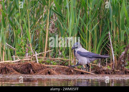 Hooded crow (Corvus cornix) in a marsh in the Danube delta, Romania Stock Photo
