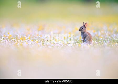 Wild rabbit (Oryctolagus cuniculus) alert on its hind legs in a flower meadow Stock Photo
