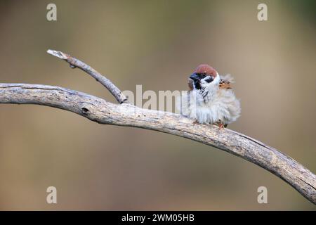 Eurasina tree sparrow (Passer montanus) male on a branch, Romania Stock Photo