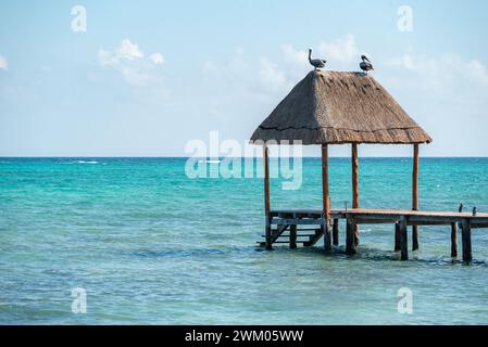 The two pelicans perched on a thatched roof above the water. Tulum, Mexico Stock Photo