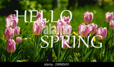 The words hello spring on the background of blooming tulips. Springtime greeting card. The concept of the beginning of spring. Stock Photo