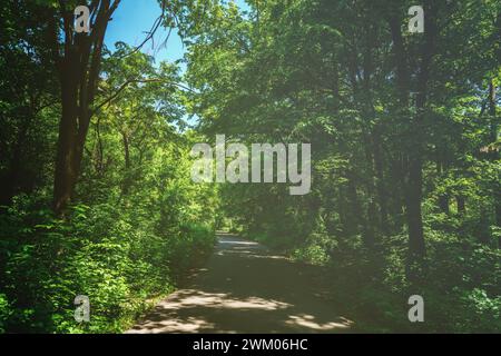Asphalt road among the trees on a sunny day in the botanical garden in spring. Springtime landscape. Vintage film aesthetic. Stock Photo