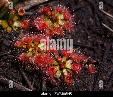 Plants of the beautiful pygmy sundew (Drosera pulchella), in natural habitat, Southwest Western Australia Stock Photo