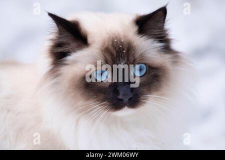 Ragdoll cat in the snow, Vosges du Nord Regional Nature Park, France Stock Photo