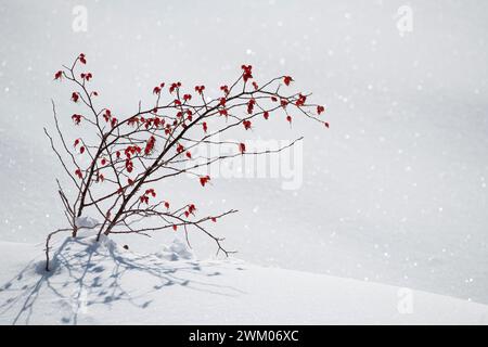 Alpine rose (Rosa alpina) in the snow, Samoëns, Alps, France Stock Photo