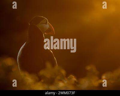 Atlantic Puffin (Fratercula arctica), Skomer island, Pembrokeshire, Wales Stock Photo