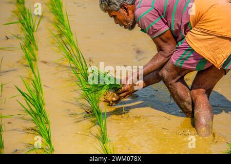 Indian farmers in the state of Odisha planting rice in a paddy field Stock Photo